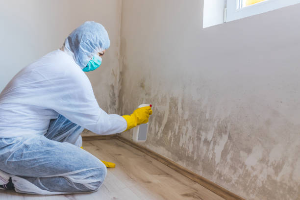 Licensed Commercial Mold Remediation service in Edenton, NC - WQB Mold Removal
